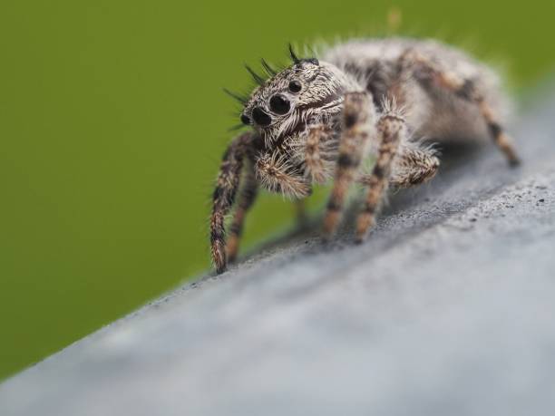 This striking image captures a close-up view of a jumping spider perched on the edge of a gray surface. The spider’s body is predominantly brown, adorned with intricate patterns of lighter and darker shades. Its legs, covered in fine hairs, add to the detailed texture of the photograph. The spider’s large, prominent eyes, a hallmark of jumping spiders known for their exceptional vision, are clearly visible and add a captivating element to the image. The background is a smooth, out-of-focus green area that contrasts beautifully with the sharp focus on the spider, emphasizing its features and textures. This photograph offers a fascinating glimpse into the world of these tiny yet extraordinary creatures, showcasing the intricate details of a spider that is often seen but rarely observed up close. The level of detail in the spider’s anatomy, particularly its eyes and hairy legs, is both fascinating and evocative, making this image a compelling addition to any collection.