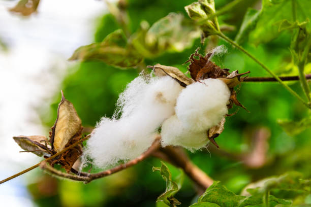Cotton Plant in botanic garden