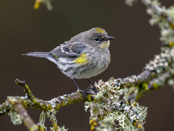 Yellow-rumped Warbler perched on a tree branch in the Willamette Valley of Oregon. Has a soft, dark defocused background.