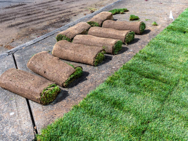 istock Rolls of Sod and Instant Green Lawn 2165450733