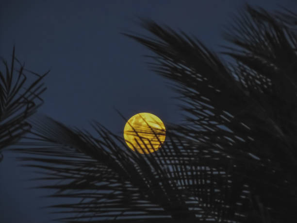 istock Coconut palm tree leafs in front of the full moon 2165452412