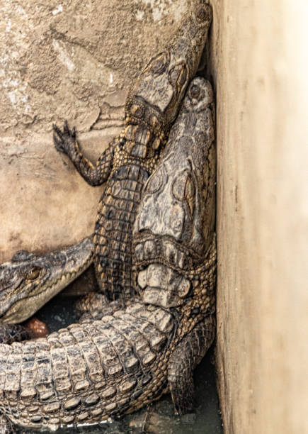 Cocodrilos in Guinea Bissau