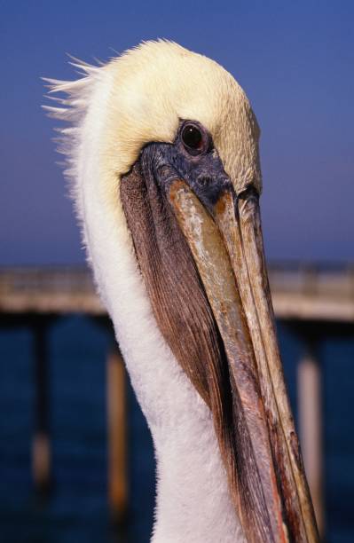 istock California Brown Pelican 2165453898