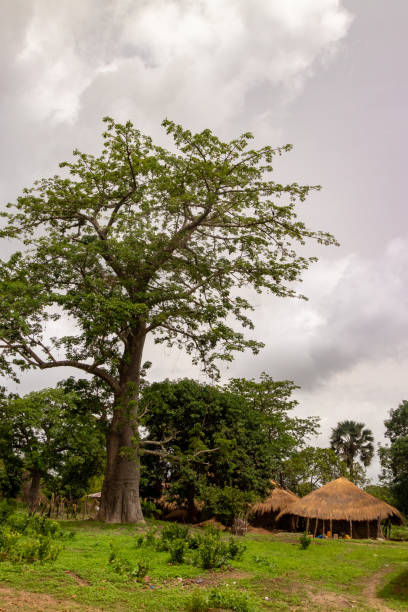 Landscape with large Poilon or Baoba trees in Guinea Bissau