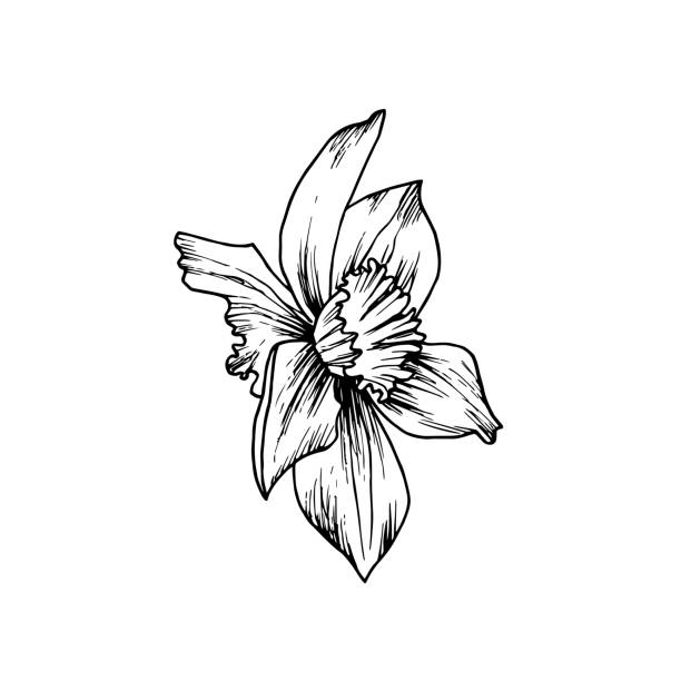 istock Vector daffodil flower hand drawn in ink. Black and white outline drawing of a narcissus. Botanical illustration. For packaging, cards, printing, invitations, business cards, advertising 2165454622