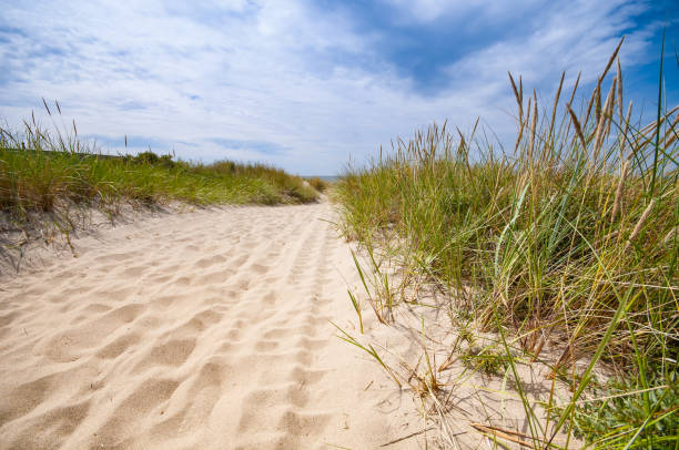 istock Sandy path through the reeds to the sea 2165463270