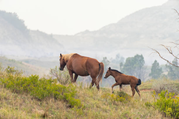 A mare wild horse and her foal climb a small hill in the badlands of North Dakota.  Taken in Theodore Roosevelt National Park.