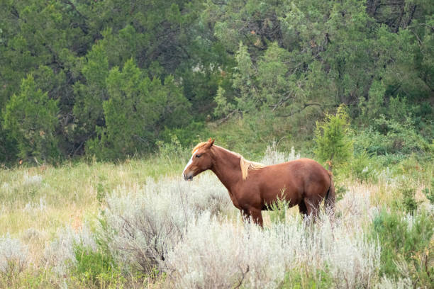 A single wild horse stands in the sage brush near the edge of the forest.