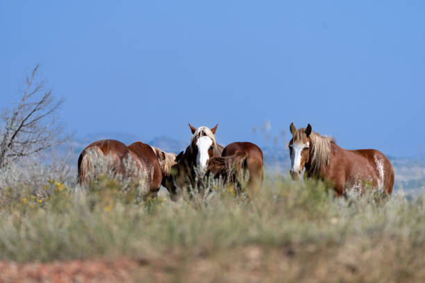 A small herd of wild horses in the sage brush under the blue sky of North Dakota, in Theodore Roosevelt National Park.