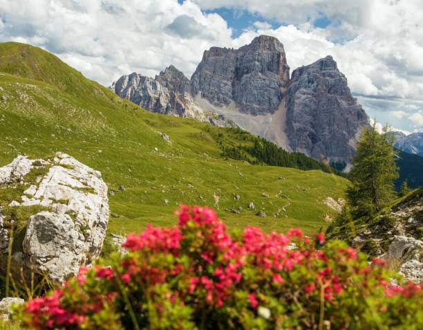 istock Mount Pelmo, view of Monte Pelmo red mountain flowers 2165465657