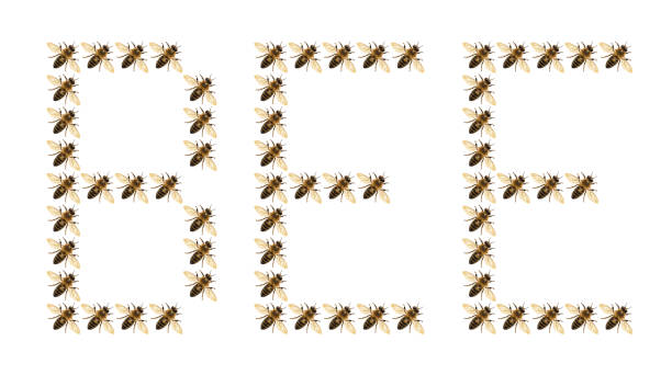 the word bee composed of many bees on the white background, honey bee or honeybee in Latin Apis Mellifera