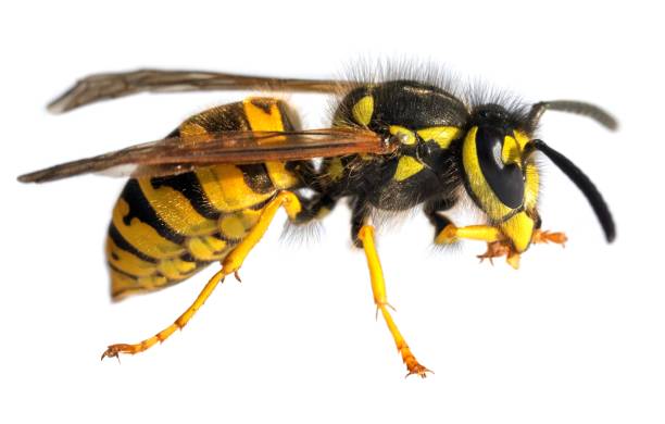 istock European common wasp German wasp Vespula Vulgaris 2165465916
