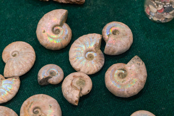 detail of a fossil ammonite held in hand
