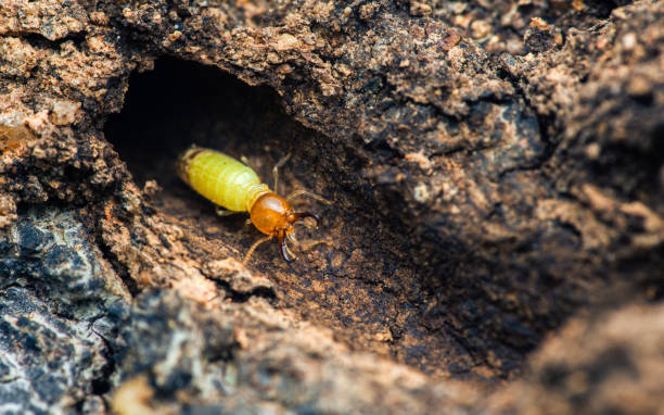 istock Termites walking in nest on forest floor. 2165468452
