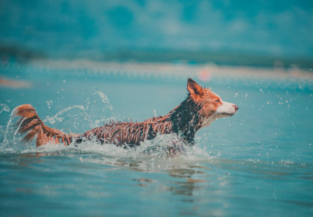 istock Dog plays in ocean shallows 2165468463
