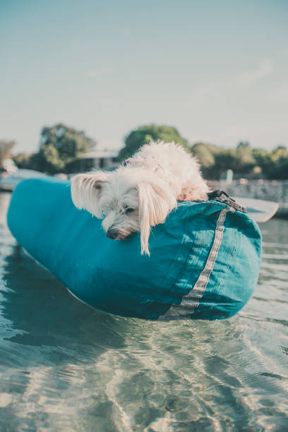 istock Dog plays in ocean shallows, on inflatable raft 2165468655
