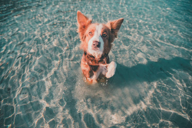 dog swimming in the sea