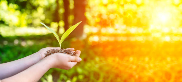 istock Sprout plant in hands. Agriculture, sustainable development, ecology concept. 2165469006