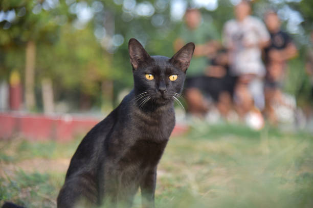 Black cat in the garden