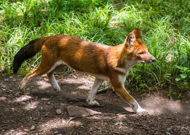 istock The dhole (Cuon alpinus) red wolf walking in the russian far east 2165471312