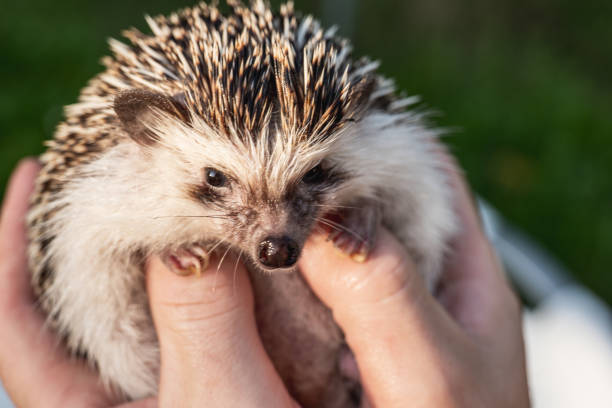 istock African hedgehog in male hands.hedgehog muzzle close-up.prickly pet.Communication with pets. 2165473199