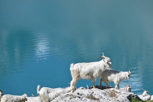 the goat next to the lake
