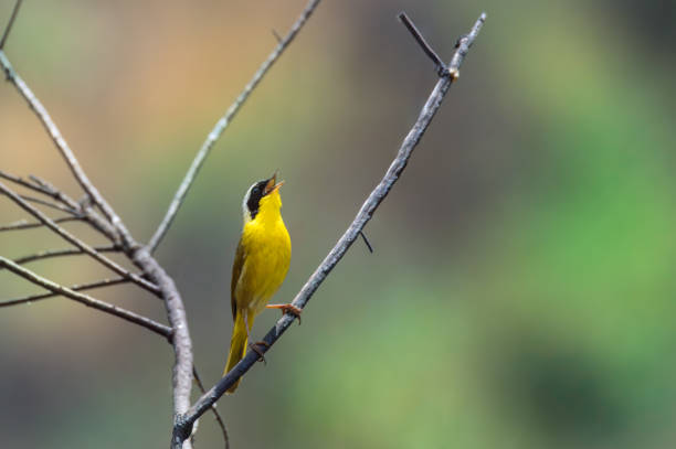istock Common Yellowthroat, Geothlypis trichas, Perched and Singing on a Twig 2165473387