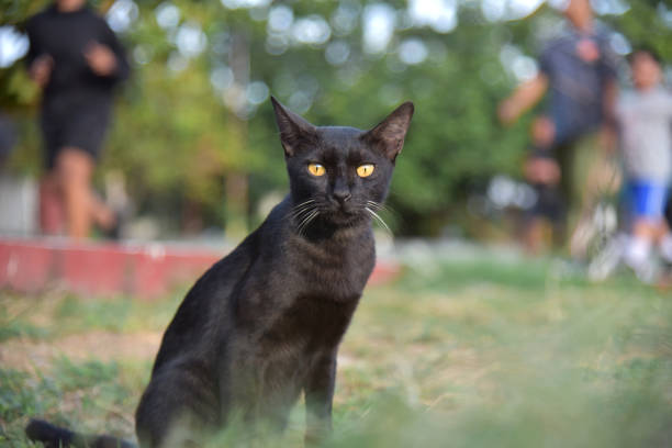 Black cat in the garden