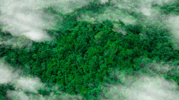 istock Aerial view of mixed forest, deciduous trees, greenery and waterfalls flowing through the forest. The rich natural ecosystem of rainforest concept is all about conservation and natural reforestation. 2165475190