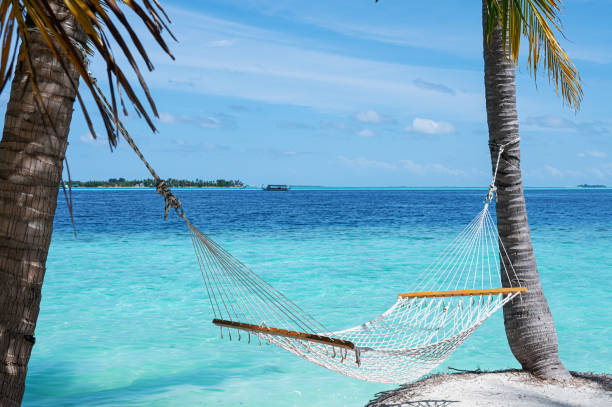 istock Hammock under coconut palm trees on the tropical beach 2165475356