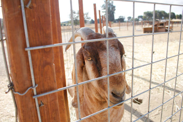 istock goat through the fence 2165476168