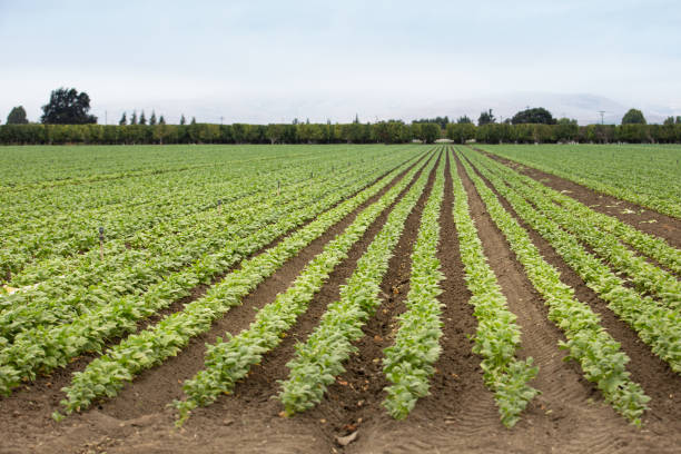 istock row of leafy greens 2165476699