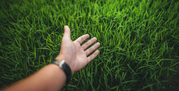 istock Environment concept, hands touching natural green grass 2165476795