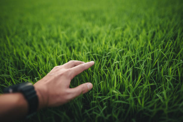 istock Environment concept, hands touching natural green grass 2165476819