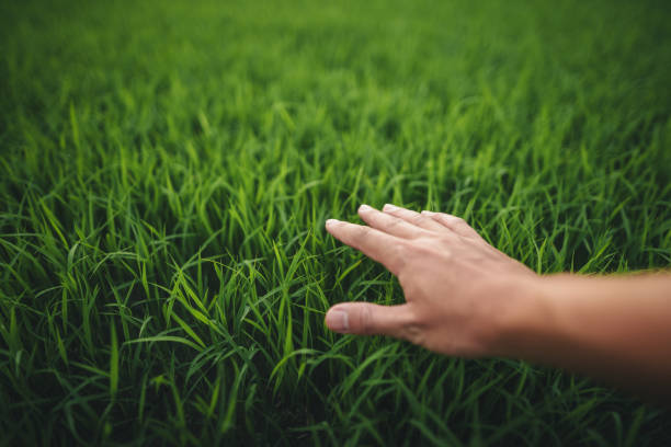 istock Environment concept, hands touching natural green grass 2165476850