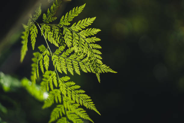 istock Fern leaves in nature with evening light 2165477569