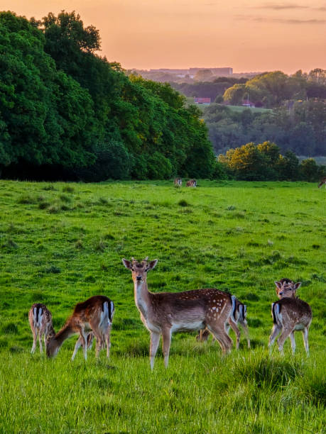 Gentle Deer Grazing in Lush Norwegian Meadow at Sunset
