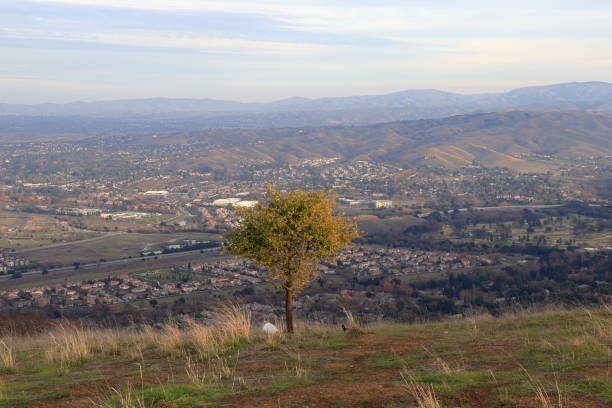 istock Lone tree on the edge at Pleasanton Ridge 2165480137