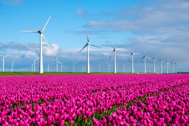 istock Colorful Tulip Fields Under Wind Turbines in the Netherlands on a Sunny Day 2165480536