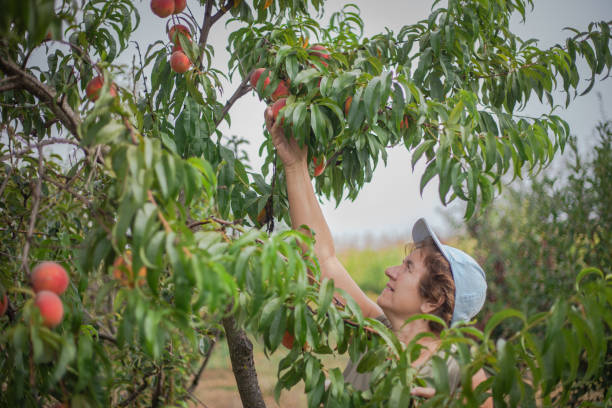 An elderly woman is picking a peach