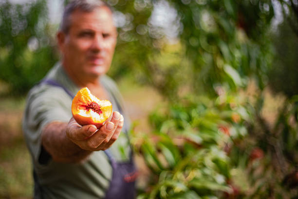 A man in a peach orchard, picking a ripe peach