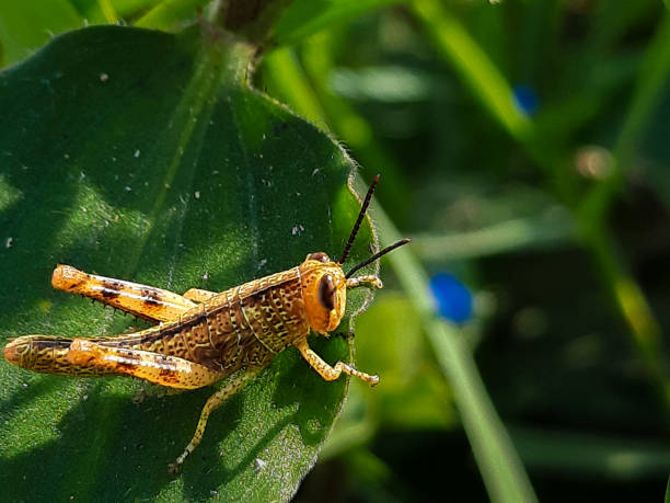 istock Grasshoppers, an ancient group of herbivorous insects 2165480881