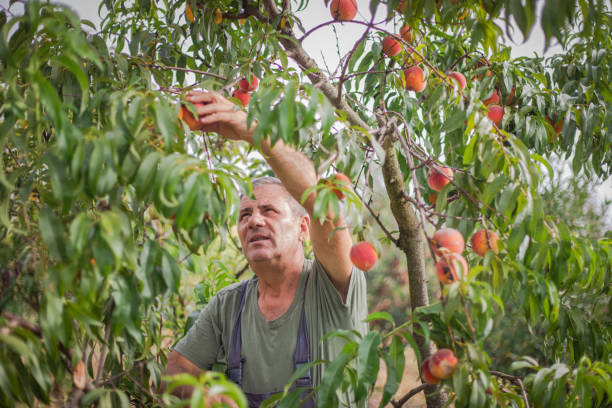 A man in a peach orchard, picking a ripe peach