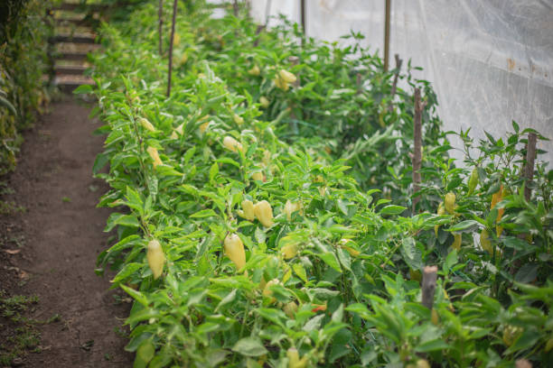 organic pepper in the garden