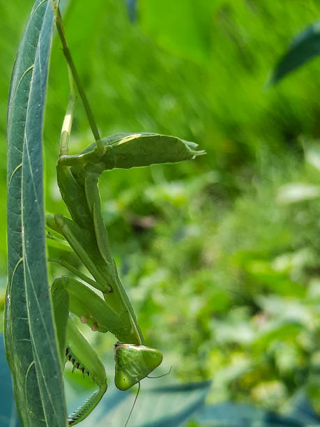 istock Asia's mesmerizing green giant praying mantis 2165480960