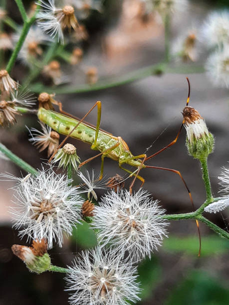 istock Leptocorisa oratoria, a rice ear bug that runs on wild white flowers 2165480975
