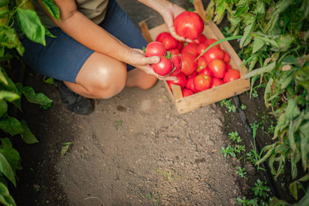 istock harvesting peppers, a crate with tomatoes 2165480981