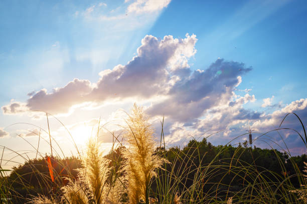 Reeds flower with sunlight at sunset