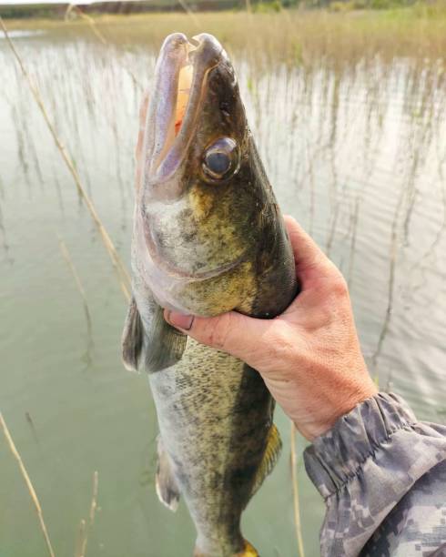 istock Another successful good fishing trip 2165481348