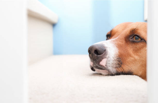 istock Bored dog with head on staircase step. 2165481484